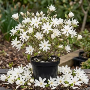 Star Magnolia Tree Live Plant – White Flowering Shrub 6-12" Tall – Outdoor - Image 1