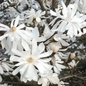 Star Magnolia Tree Live Plant – White Flowering Shrub 6-12" Tall – Outdoor - Image 4