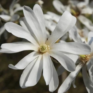 Star Magnolia Tree Live Plant – White Flowers Shrub 12-18" Tall Gallon Pot Outdoor - Image 3
