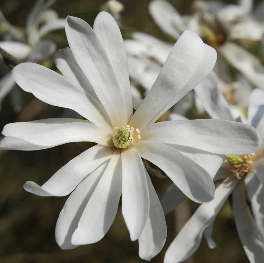 Star Magnolia Tree Live Plant – White Flowers Shrub 12-18" Tall Gallon Pot Outdoor - Image 3