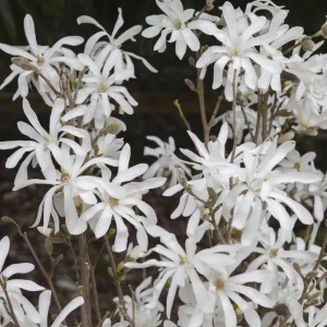 Star Magnolia Tree Live Plant – White Flowers Shrub 12-18" Tall Gallon Pot Outdoor - Image 4