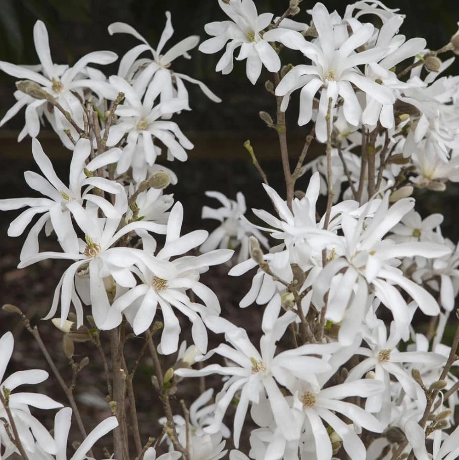 Star Magnolia Tree Live Plant – White Flowers Shrub 12-18" Tall Gallon Pot Outdoor - Image 4