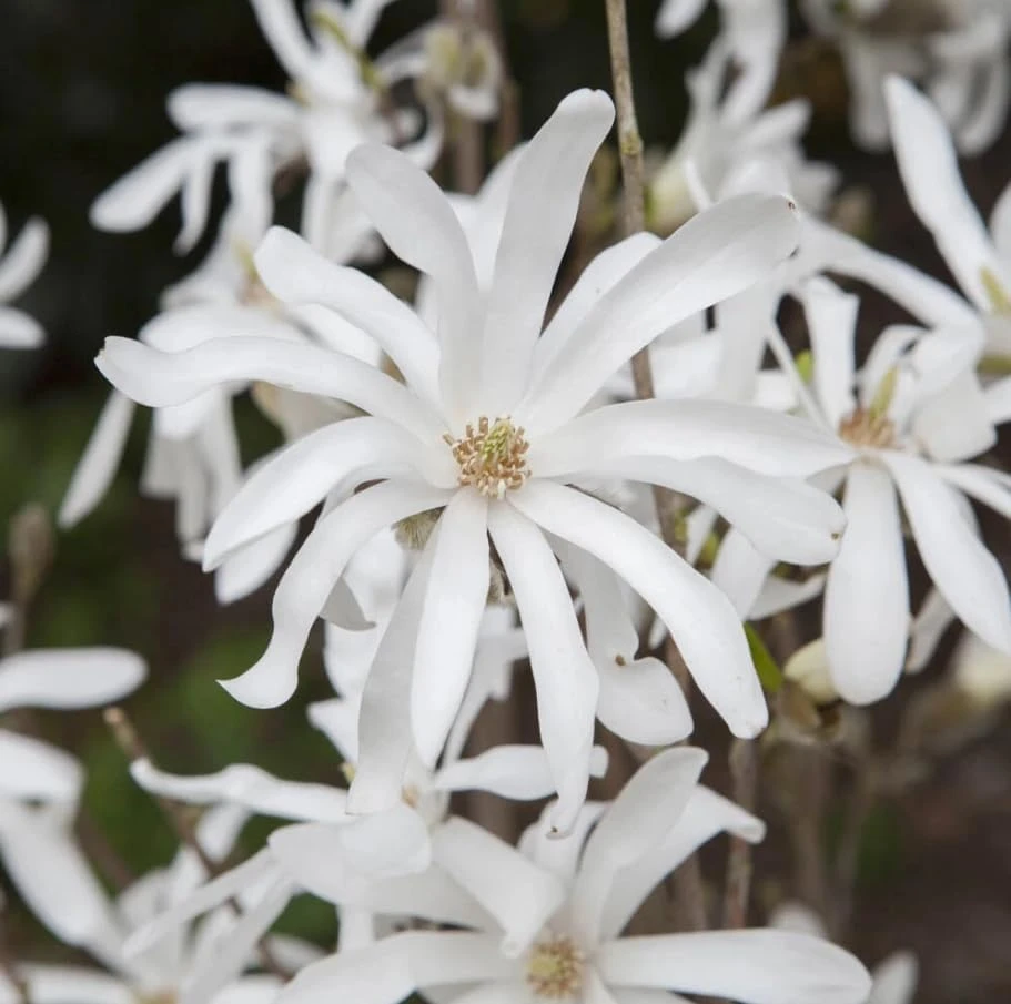 Star Magnolia Tree Live Plant – White Flowers Shrub 12-18" Tall Gallon Pot Outdoor - Image 5