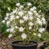 Star Magnolia Tree Live Plant – White Flowers Shrub 12-18" Tall Gallon Pot Outdoor - Image 1
