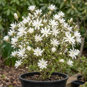 Star Magnolia Tree Live Plant – White Flowers Shrub 12-18" Tall Gallon Pot Outdoor - Image 1