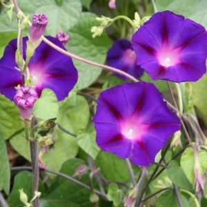 Star of Yelta Morning Glory Seeds - Ipomoea purpurea - 30 Seeds - Deep Violet Climber - Image 10