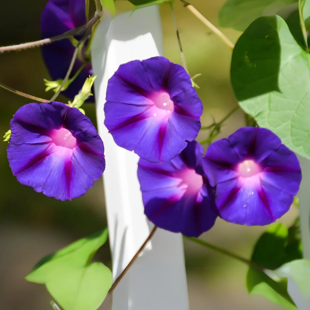 Star of Yelta Morning Glory Seeds - Ipomoea purpurea - 30 Seeds - Deep Violet Climber - Image 11