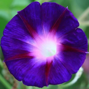 Star of Yelta Morning Glory Seeds - Ipomoea purpurea - 30 Seeds - Deep Violet Climber - Image 12