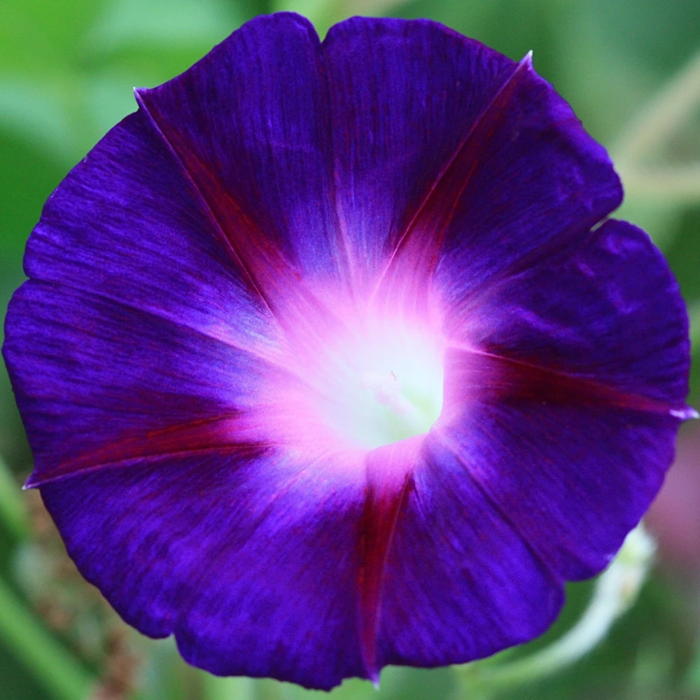 Star of Yelta Morning Glory Seeds - Ipomoea purpurea - 30 Seeds - Deep Violet Climber - Image 12