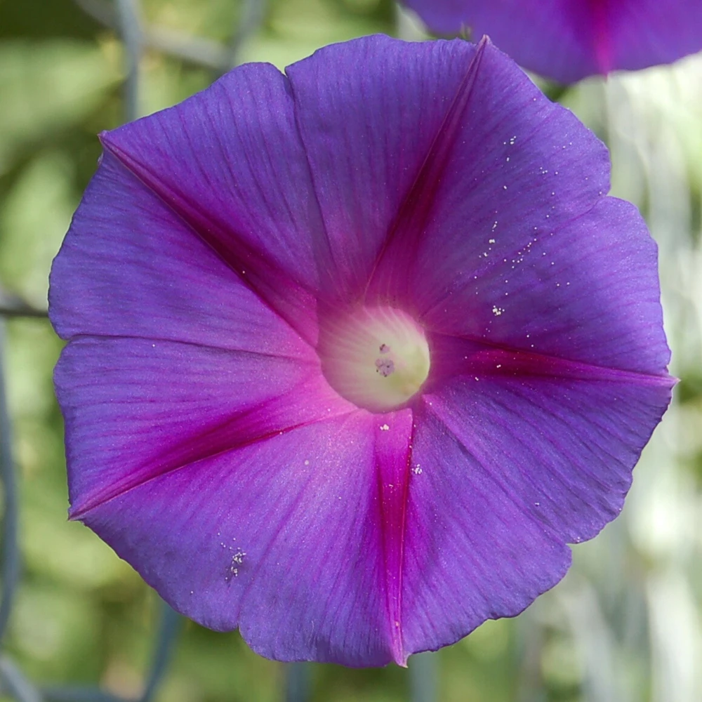 Star of Yelta Morning Glory Seeds - Ipomoea purpurea - 30 Seeds - Deep Violet Climber - Image 13
