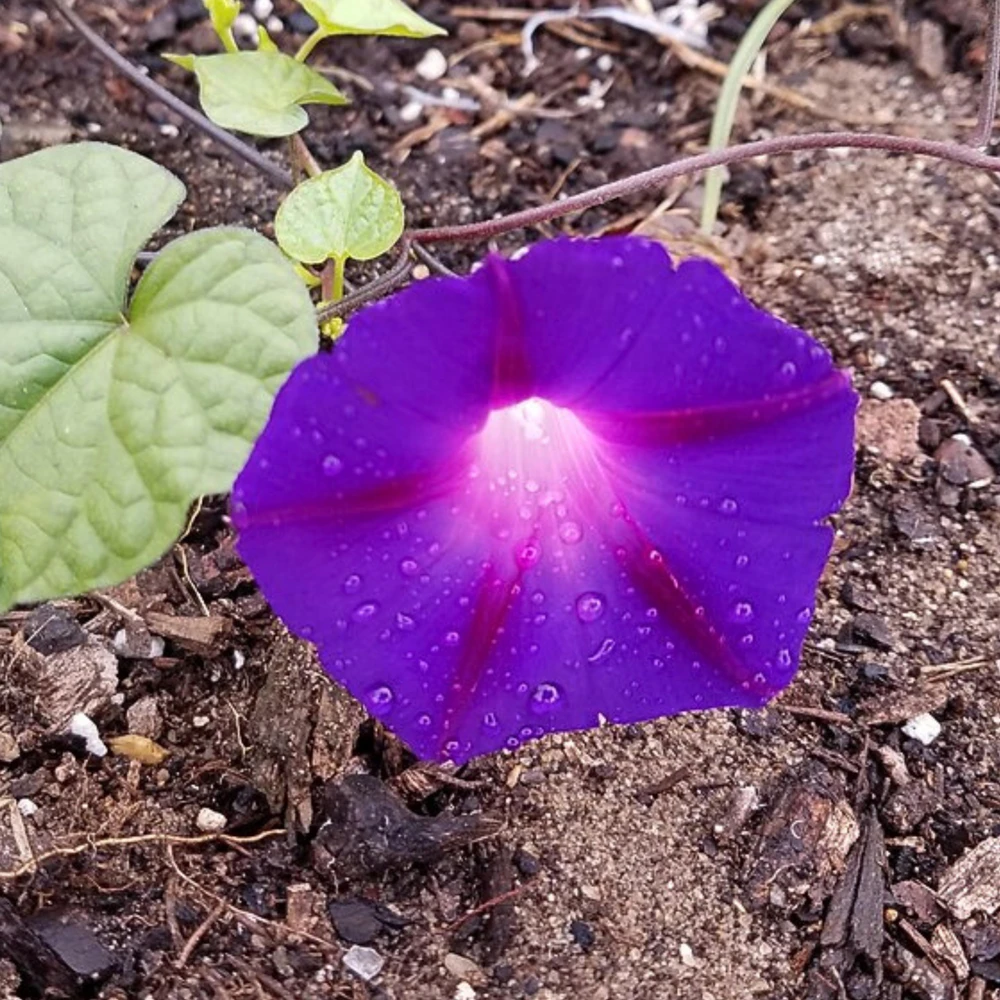 Star of Yelta Morning Glory Seeds - Ipomoea purpurea - 30 Seeds - Deep Violet Climber - Image 14