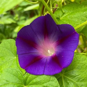 Star of Yelta Morning Glory Seeds - Ipomoea purpurea - 30 Seeds - Deep Violet Climber - Image 15