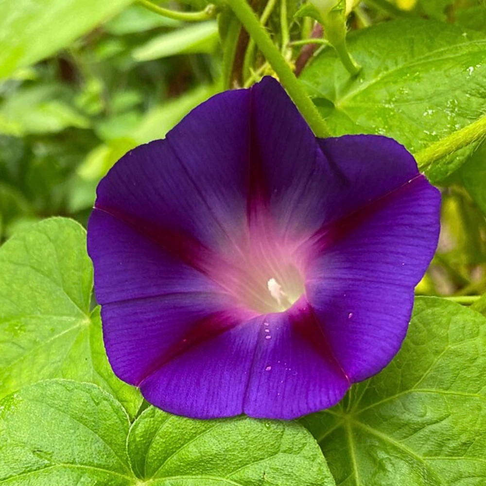 Star of Yelta Morning Glory Seeds - Ipomoea purpurea - 30 Seeds - Deep Violet Climber - Image 15