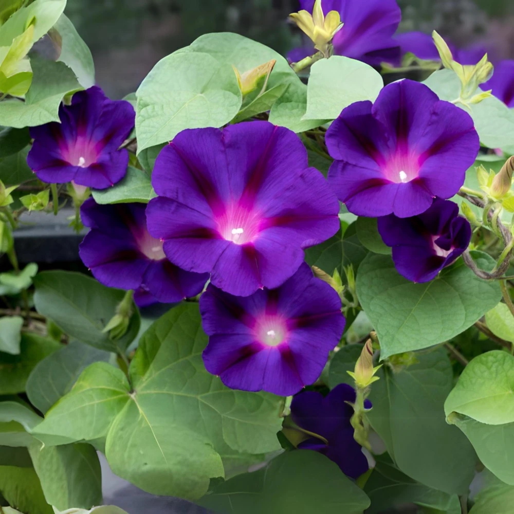 Star of Yelta Morning Glory Seeds - Ipomoea purpurea - 30 Seeds - Deep Violet Climber - Image 2