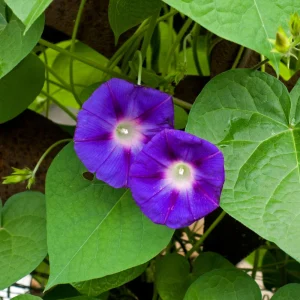 Star of Yelta Morning Glory Seeds - Ipomoea purpurea - 30 Seeds - Deep Violet Climber - Image 3