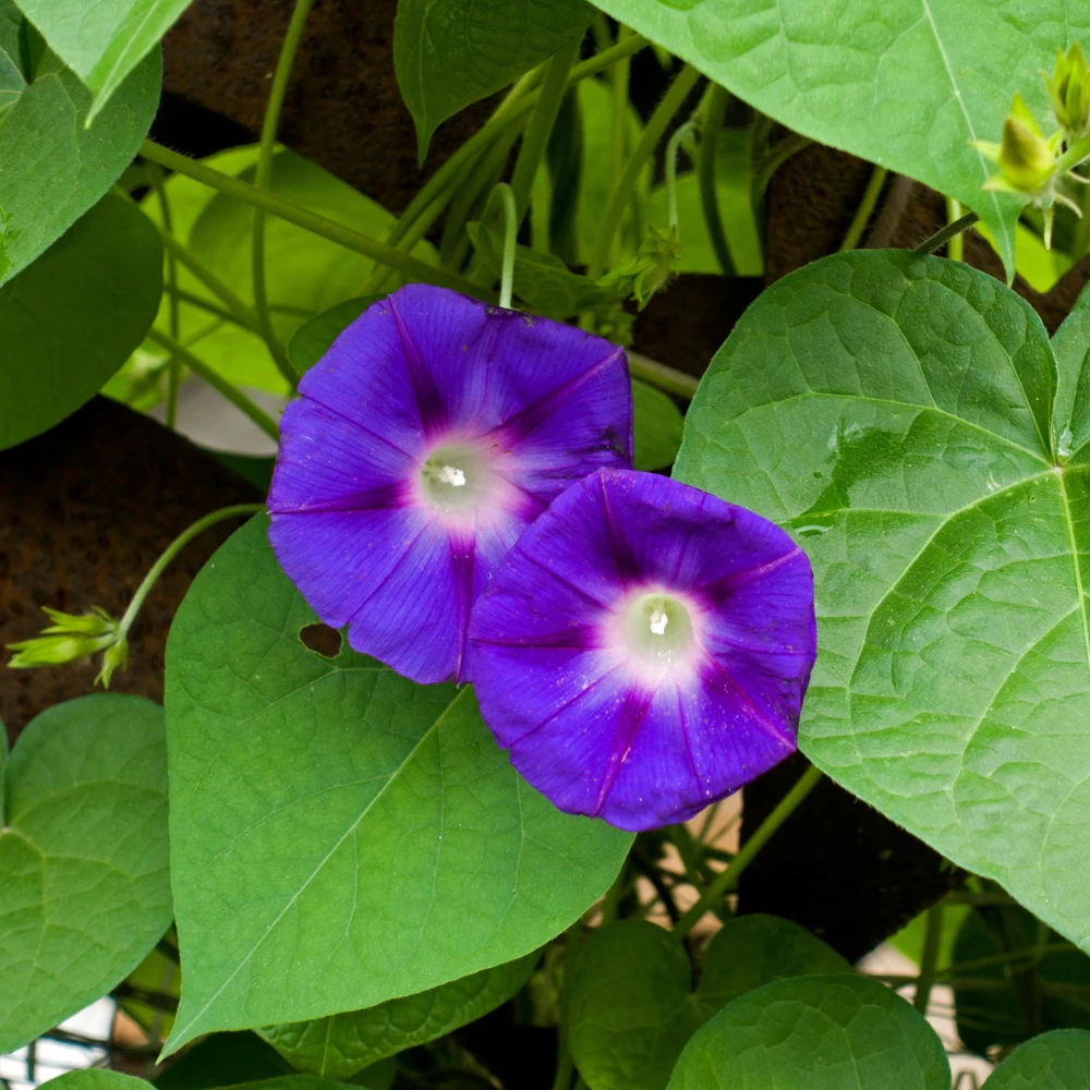 Star of Yelta Morning Glory Seeds - Ipomoea purpurea - 30 Seeds - Deep Violet Climber - Image 3