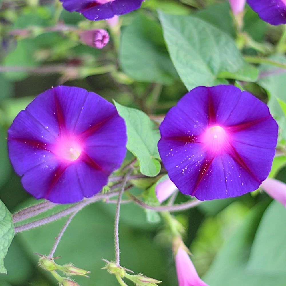 Star of Yelta Morning Glory Seeds - Ipomoea purpurea - 30 Seeds - Deep Violet Climber - Image 4