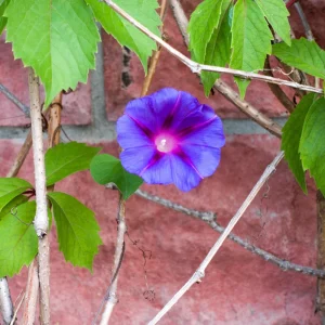 Star of Yelta Morning Glory Seeds - Ipomoea purpurea - 30 Seeds - Deep Violet Climber - Image 5