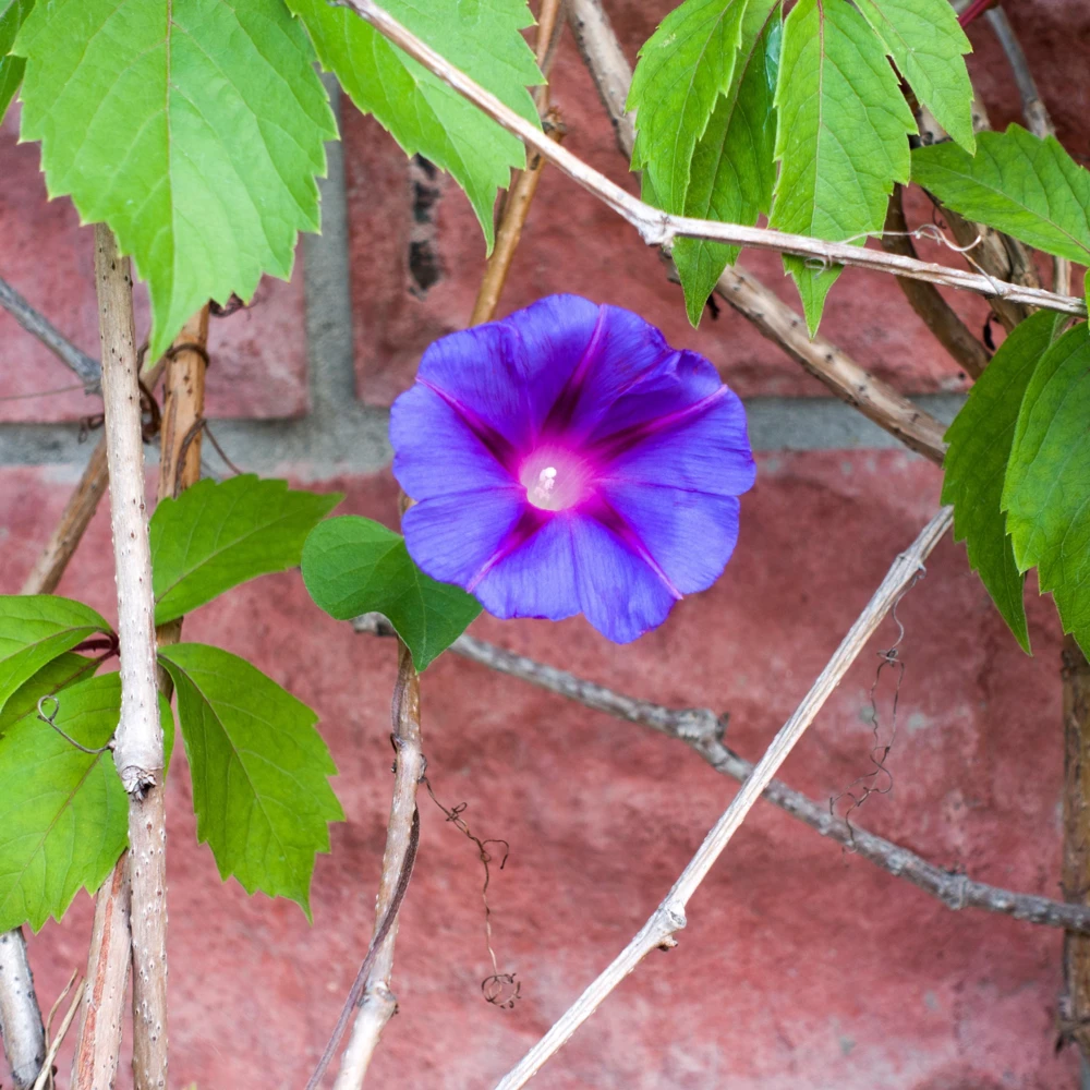 Star of Yelta Morning Glory Seeds - Ipomoea purpurea - 30 Seeds - Deep Violet Climber - Image 5