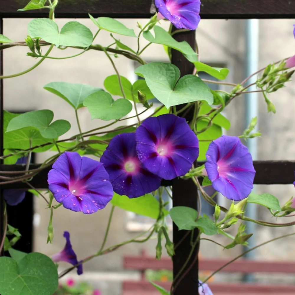 Star of Yelta Morning Glory Seeds - Ipomoea purpurea - 30 Seeds - Deep Violet Climber - Image 6