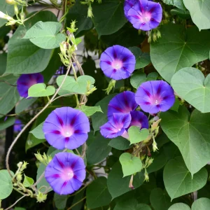 Star of Yelta Morning Glory Seeds - Ipomoea purpurea - 30 Seeds - Deep Violet Climber - Image 7