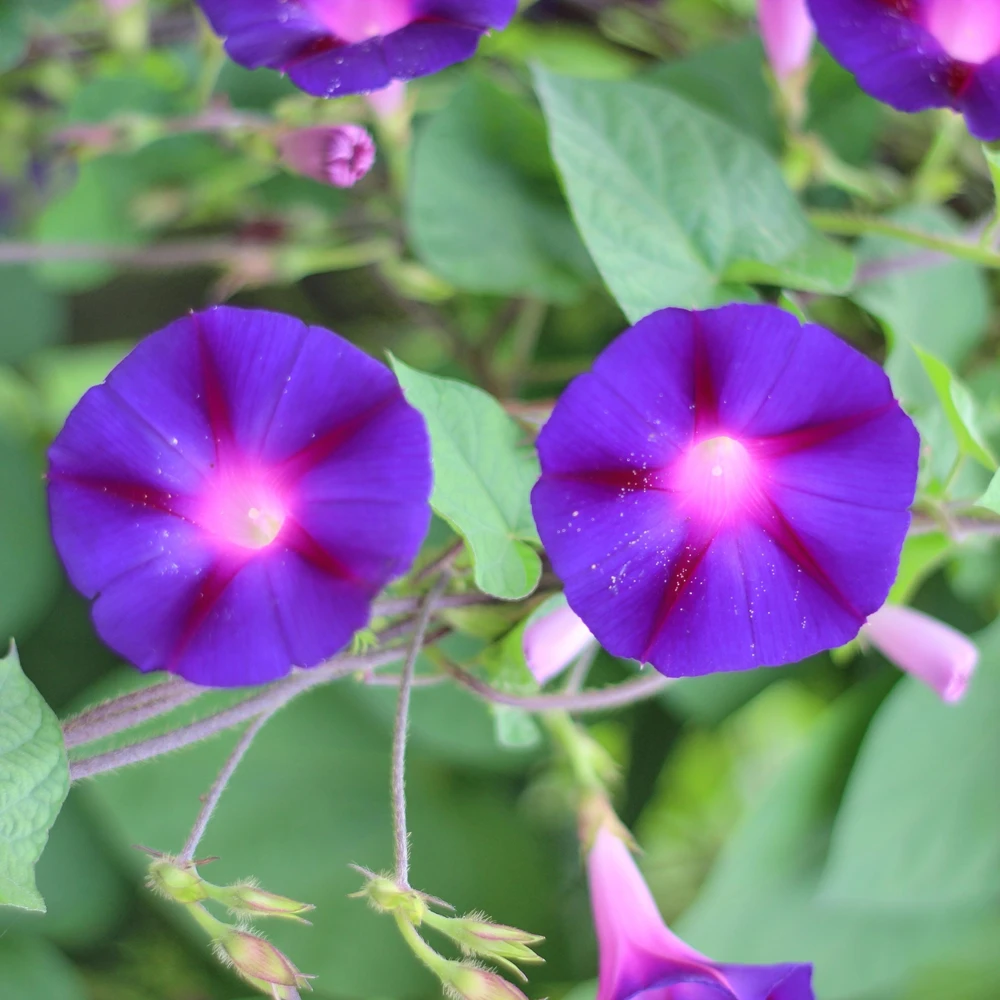 Star of Yelta Morning Glory Seeds - Ipomoea purpurea - 30 Seeds - Deep Violet Climber - Image 8