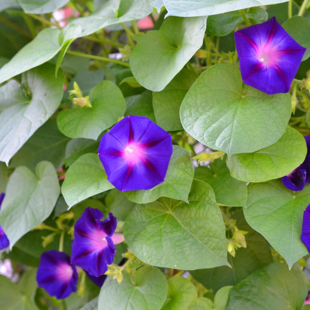 Star of Yelta Morning Glory Seeds - Ipomoea purpurea - 30 Seeds - Deep Violet Climber - Image 9