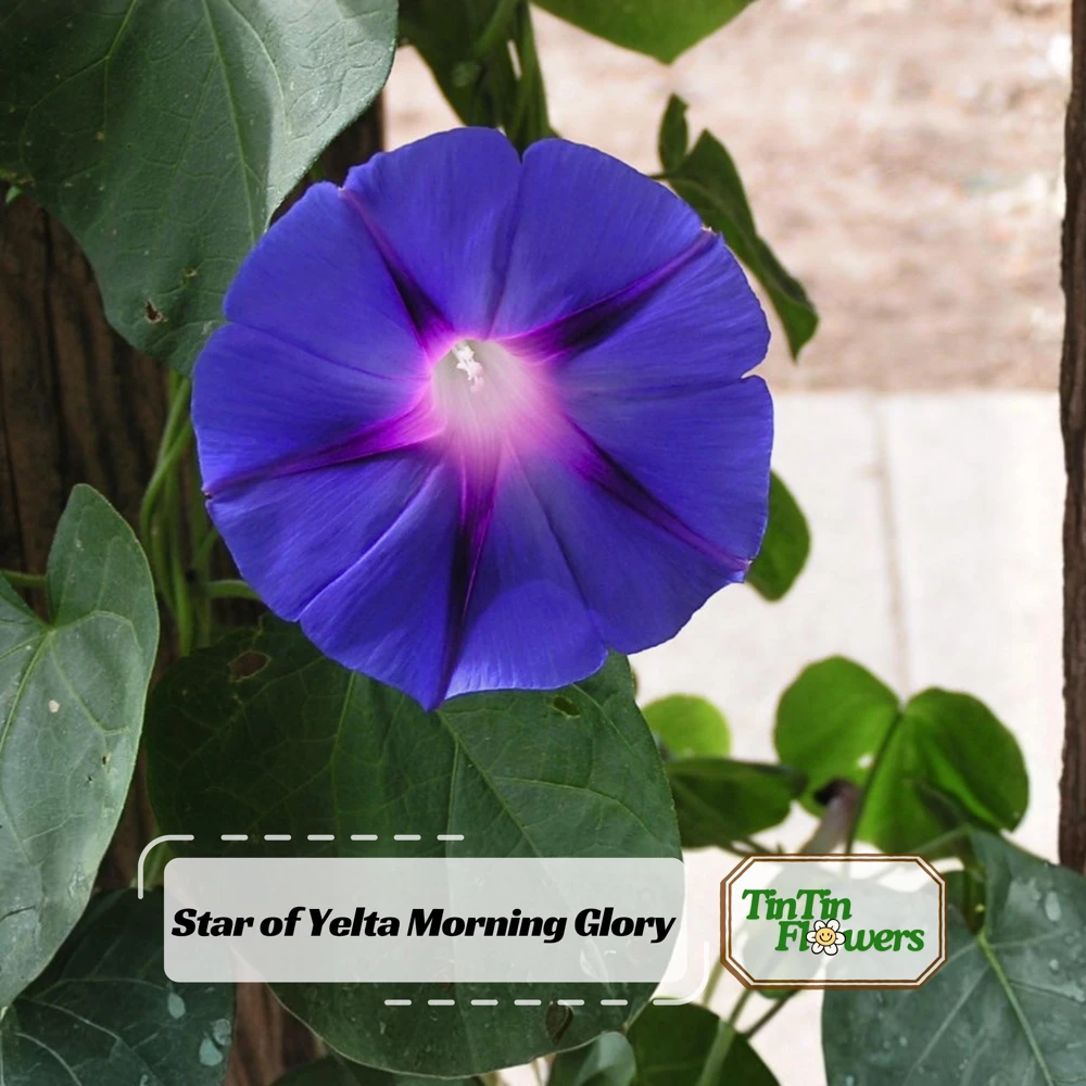 Star of Yelta Morning Glory Seeds - Ipomoea purpurea - 30 Seeds - Deep Violet Climber - Image 1