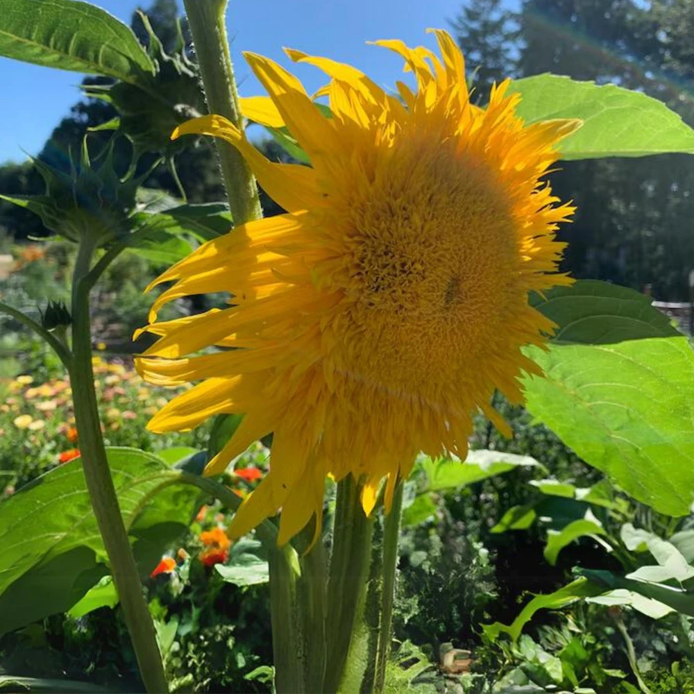 Starburst Greenburst Sunflower Seeds - 25 Seeds - Annual Helianthus - Pollinator Friendly - Image 10