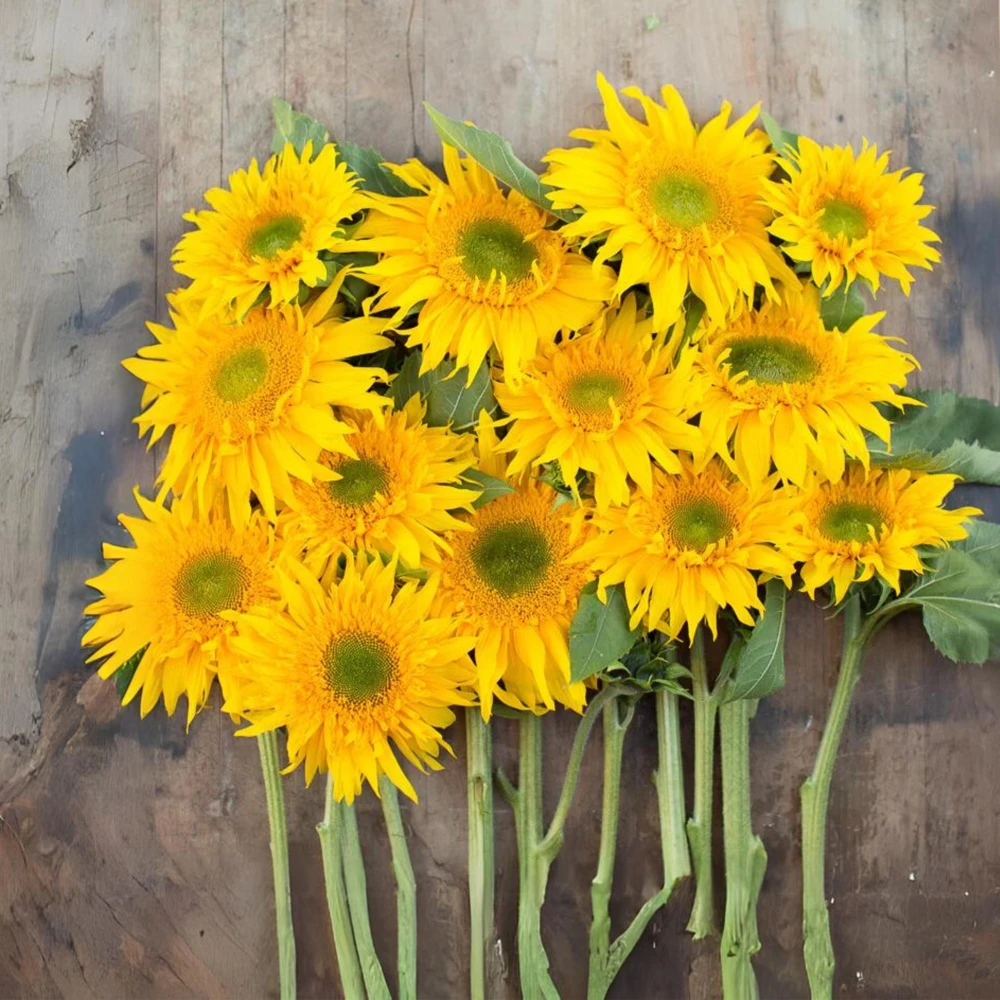 Starburst Greenburst Sunflower Seeds - 25 Seeds - Annual Helianthus - Pollinator Friendly - Image 11