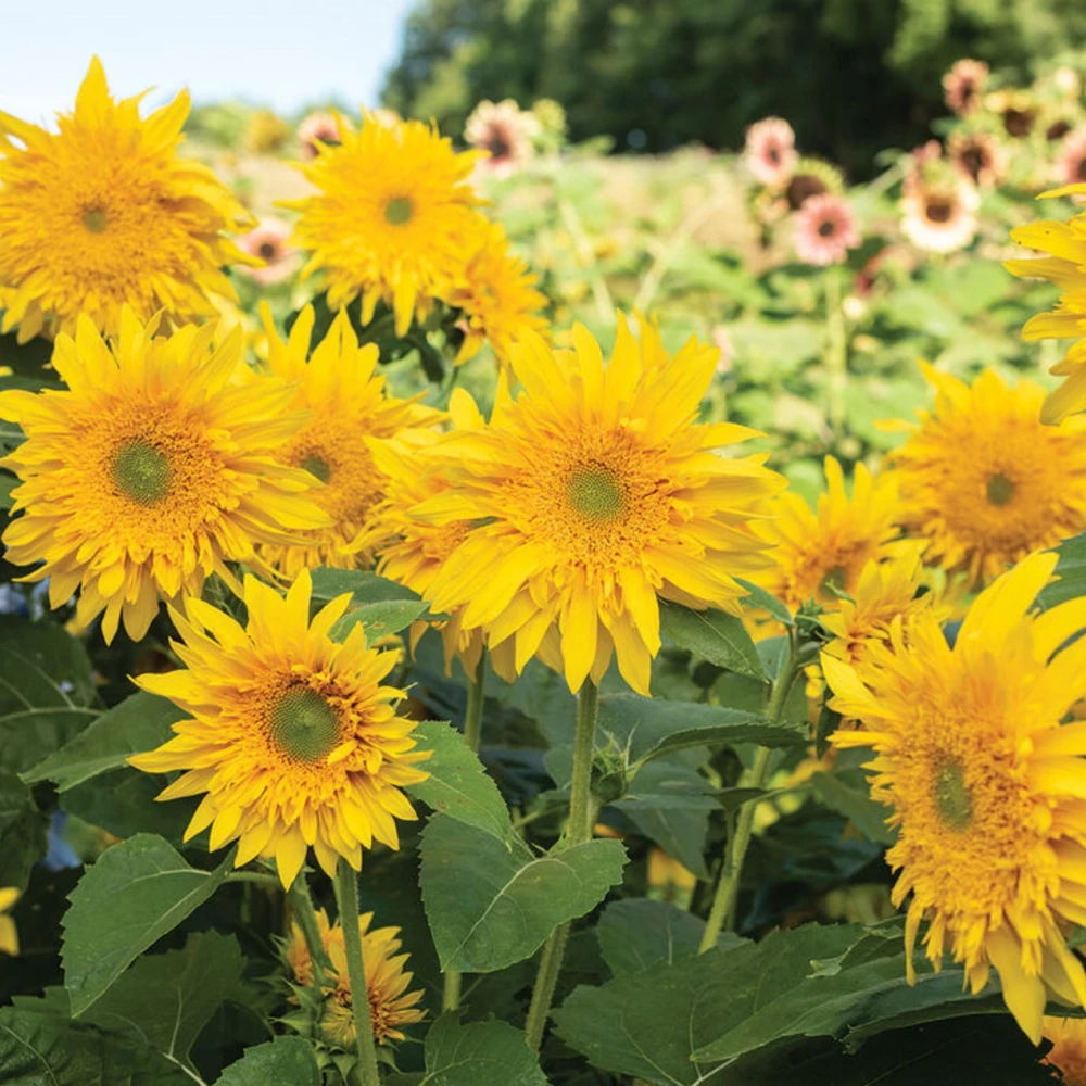 Starburst Greenburst Sunflower Seeds - 25 Seeds - Annual Helianthus - Pollinator Friendly - Image 12