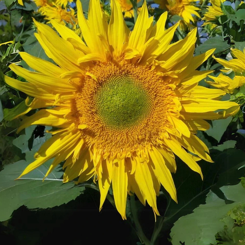 Starburst Greenburst Sunflower Seeds - 25 Seeds - Annual Helianthus - Pollinator Friendly - Image 13