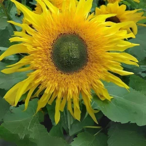 Starburst Greenburst Sunflower Seeds - 25 Seeds - Annual Helianthus - Pollinator Friendly - Image 14