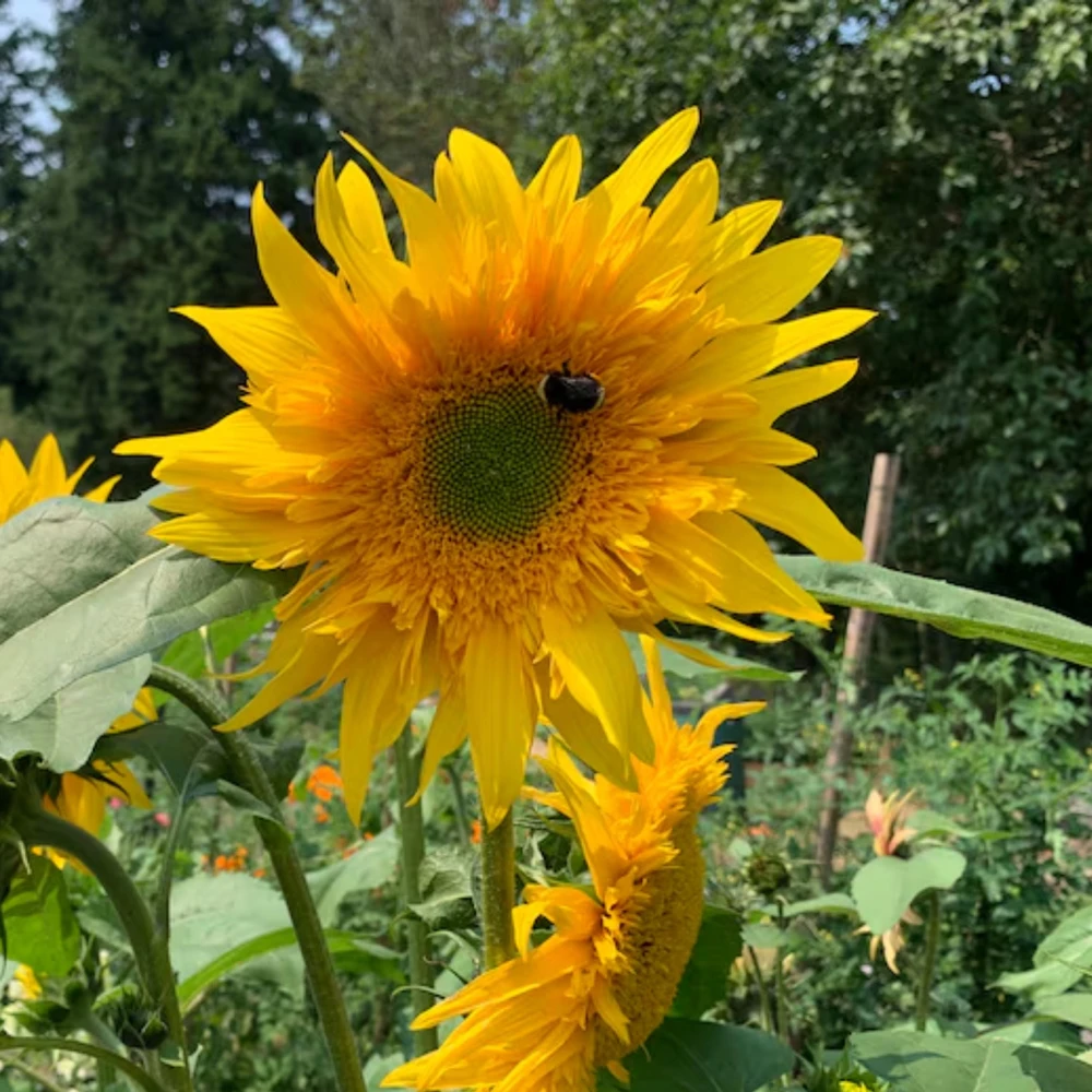 Starburst Greenburst Sunflower Seeds - 25 Seeds - Annual Helianthus - Pollinator Friendly - Image 15