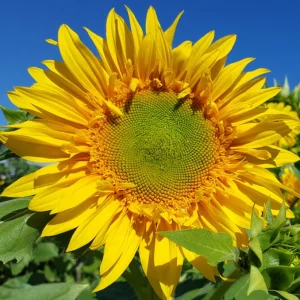 Starburst Greenburst Sunflower Seeds - 25 Seeds - Annual Helianthus - Pollinator Friendly - Image 16