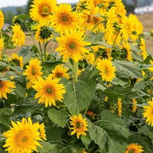 Starburst Greenburst Sunflower Seeds - 25 Seeds - Annual Helianthus - Pollinator Friendly - Image 17