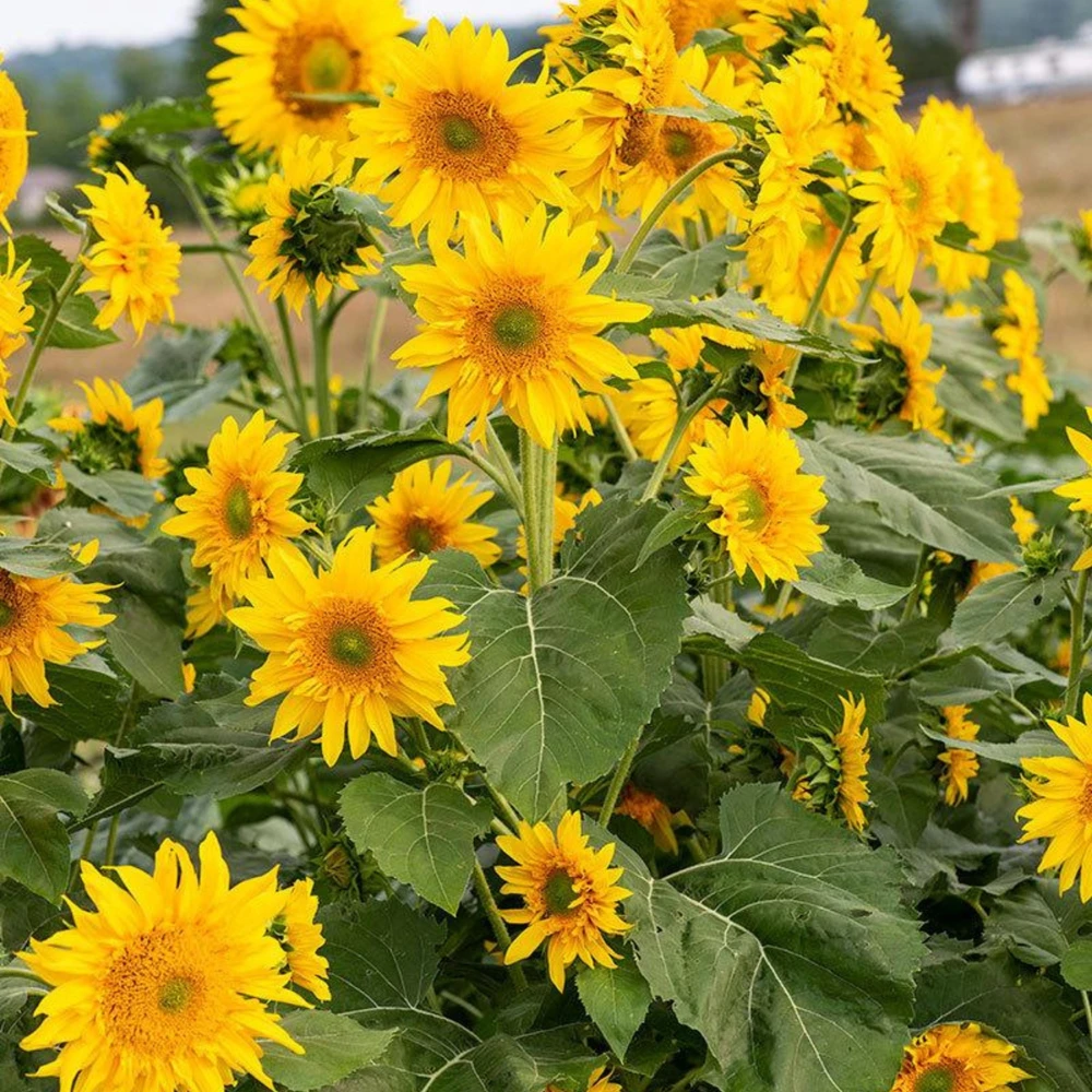 Starburst Greenburst Sunflower Seeds - 25 Seeds - Annual Helianthus - Pollinator Friendly - Image 17