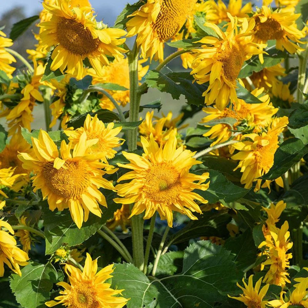 Starburst Greenburst Sunflower Seeds - 25 Seeds - Annual Helianthus - Pollinator Friendly - Image 18