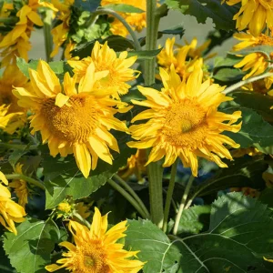 Starburst Greenburst Sunflower Seeds - 25 Seeds - Annual Helianthus - Pollinator Friendly - Image 19