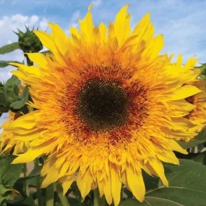 Starburst Greenburst Sunflower Seeds - 25 Seeds - Annual Helianthus - Pollinator Friendly - Image 2