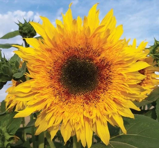 Starburst Greenburst Sunflower Seeds - 25 Seeds - Annual Helianthus - Pollinator Friendly - Image 2