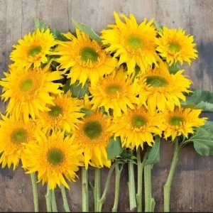 Starburst Greenburst Sunflower Seeds - 25 Seeds - Annual Helianthus - Pollinator Friendly - Image 3