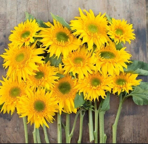 Starburst Greenburst Sunflower Seeds - 25 Seeds - Annual Helianthus - Pollinator Friendly - Image 3