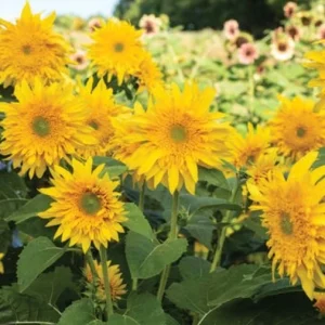 Starburst Greenburst Sunflower Seeds - 25 Seeds - Annual Helianthus - Pollinator Friendly - Image 4