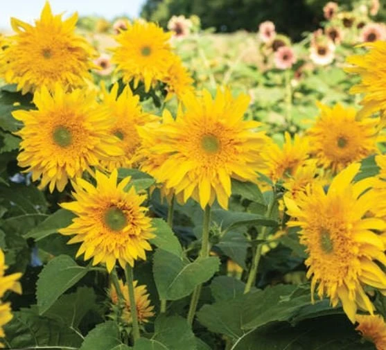 Starburst Greenburst Sunflower Seeds - 25 Seeds - Annual Helianthus - Pollinator Friendly - Image 4