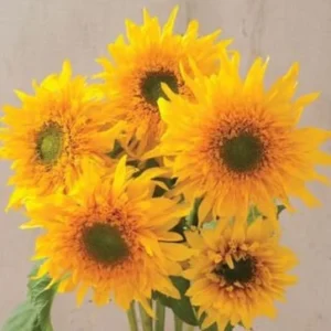 Starburst Greenburst Sunflower Seeds - 25 Seeds - Annual Helianthus - Pollinator Friendly - Image 5