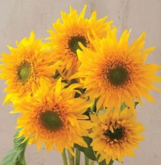 Starburst Greenburst Sunflower Seeds - 25 Seeds - Annual Helianthus - Pollinator Friendly - Image 5