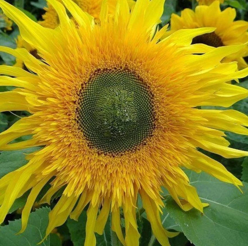 Starburst Greenburst Sunflower Seeds - 25 Seeds - Annual Helianthus - Pollinator Friendly - Image 6