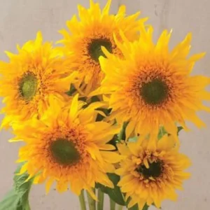 Starburst Greenburst Sunflower Seeds - 25 Seeds - Annual Helianthus - Pollinator Friendly - Image 7