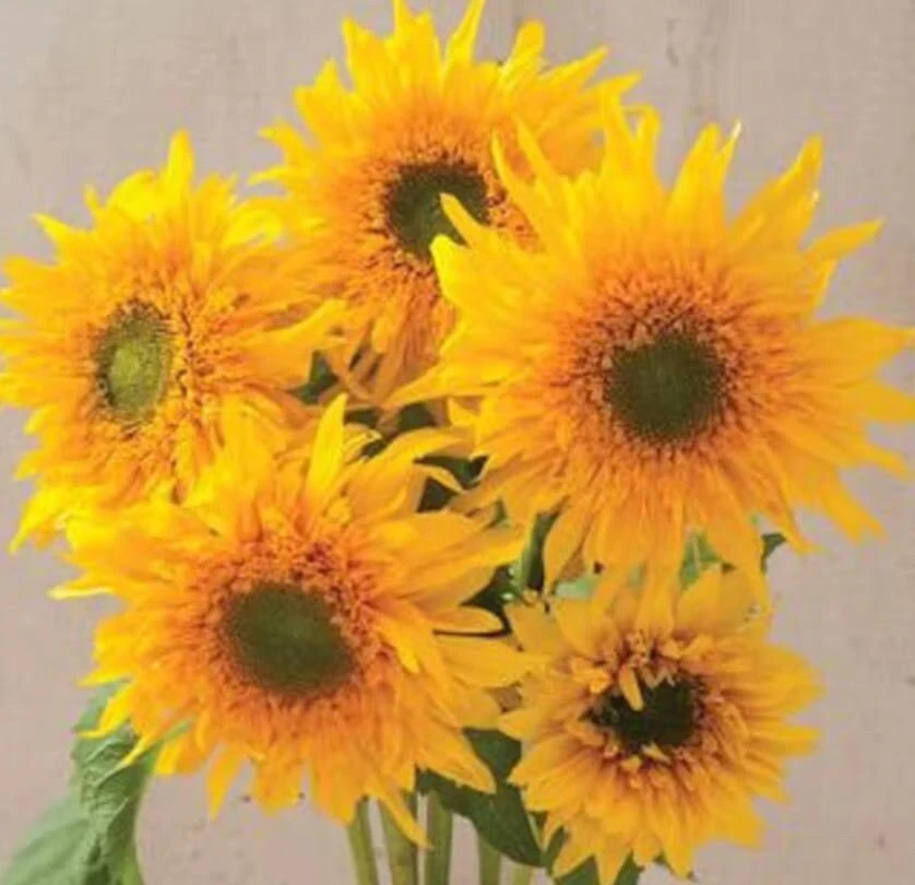 Starburst Greenburst Sunflower Seeds - 25 Seeds - Annual Helianthus - Pollinator Friendly - Image 7